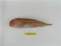 藏品(月尾兔頭魨)的圖片